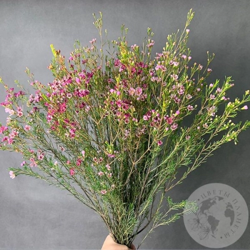 Хамелациум розовый 9 шт. в магазине Цветы Планеты