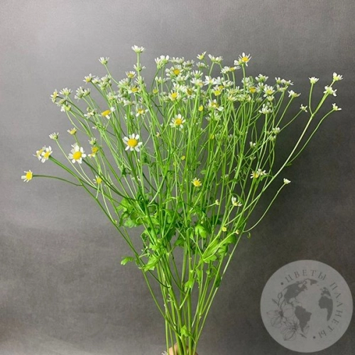 Танацетум 5 шт.