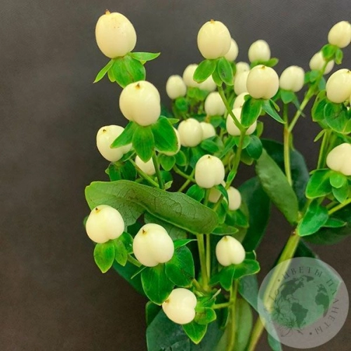 Гиперикум белый в магазине Цветы Планеты