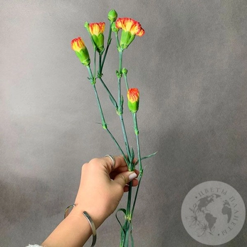 Гвоздика кустовая желто-красная в магазине Цветы Планеты Гвоздика кустовая желто-красная