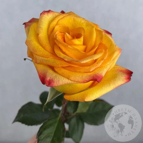 Роза оранжевая 60 см. в магазине Цветы Планеты