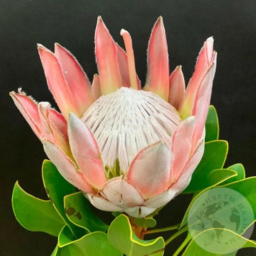 Протея в магазине Цветы Планеты