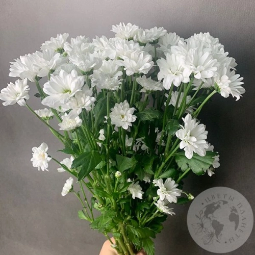 11 белых Сантини в магазине Цветы Планеты