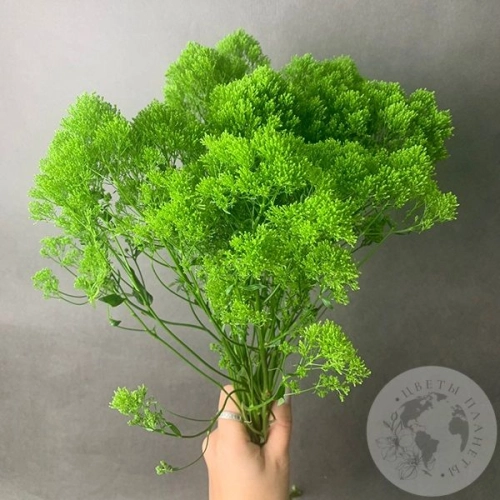 Трахелиум зеленый 9 шт. в магазине Цветы Планеты