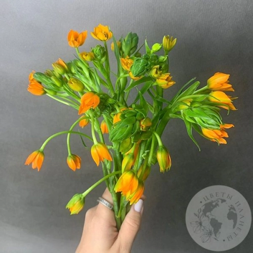 Орнитогалум оранжевый 9 шт. в магазине Цветы Планеты