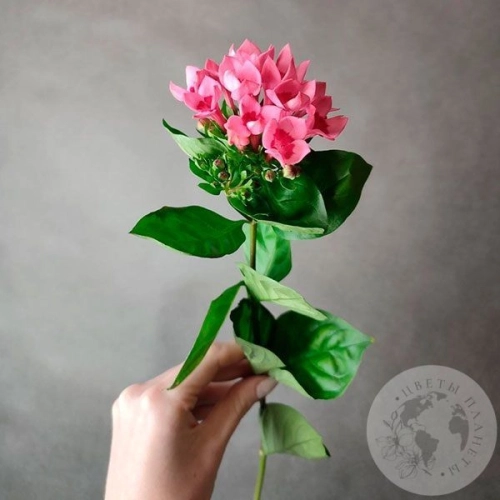 Бувардия в магазине Цветы Планеты