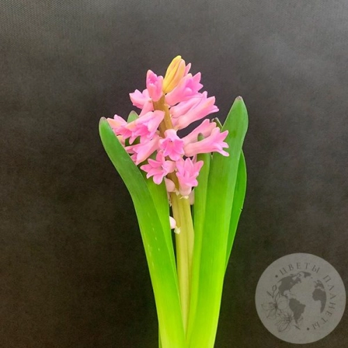 Гиацинт розовый Гиацинт розовый в магазине Цветы Планеты