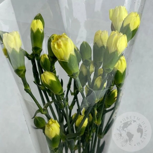 11 кустовых гвоздик желтых в магазине Цветы Планеты 11 кустовых гвоздик желтых