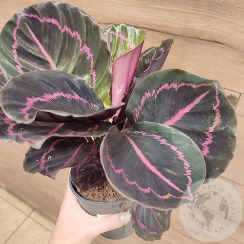 Калатея Дотти в магазине Цветы Планеты Калатея Дотти в магазине Цветы Планеты