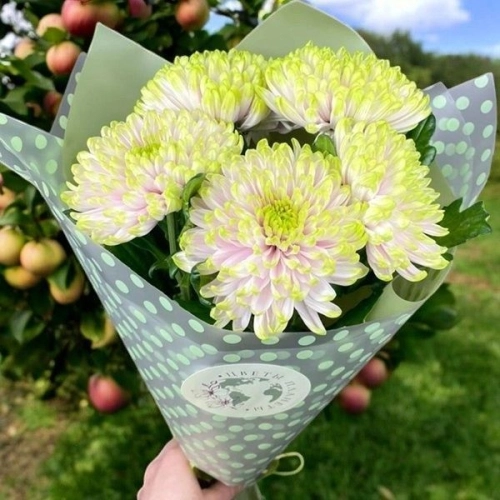 5 хризантем зеленых в магазине Цветы Планеты