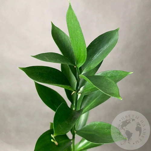 Рускус Рускус в магазине Цветы Планеты