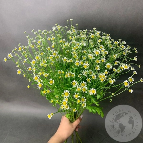 Танацетум 11 шт.