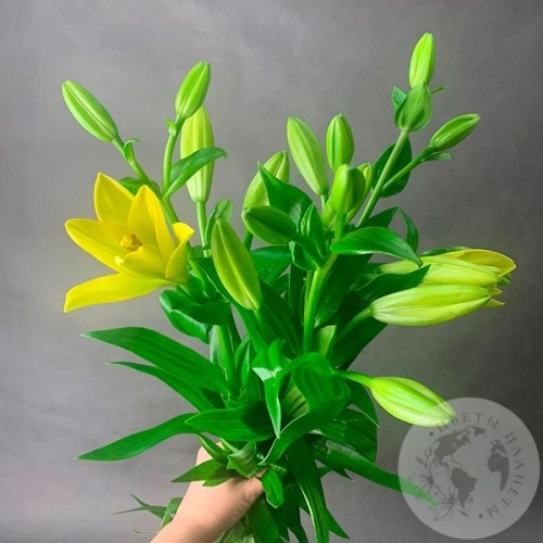 3 Золотые лилии в магазине Цветы Планеты 3 Золотые лилии