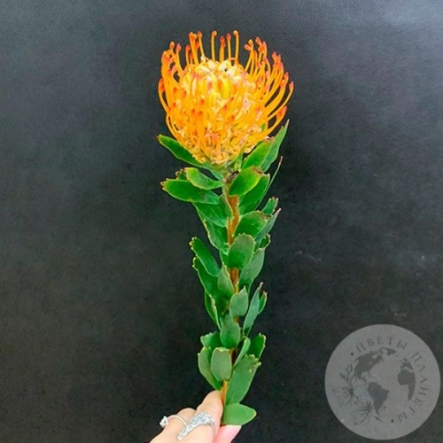 Леукоспермум оранжевый Леукоспермум оранжевый в магазине Цветы Планеты