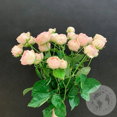 7 кустовых пионовидных роз 50 см. в магазине Цветы Планеты