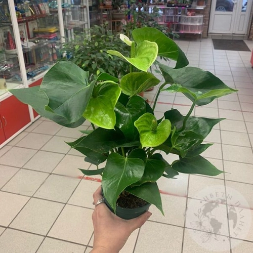 Антуриум домашний