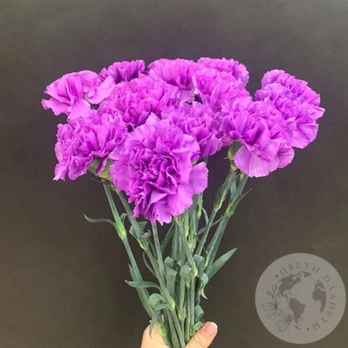 Лунная гвоздика 13 шт. в магазине Цветы Планеты