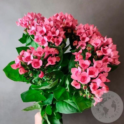 7 бувардий в магазине Цветы Планеты