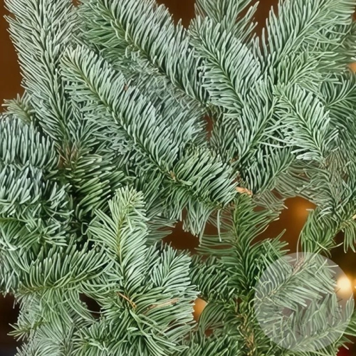 Нобилис (ёлка) пучок в магазине Цветы Планеты