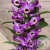 Орхидея Дендробиум фиолетовая в магазине Цветы Планеты Орхидея Дендробиум фиолетовая в магазине Цветы Планеты