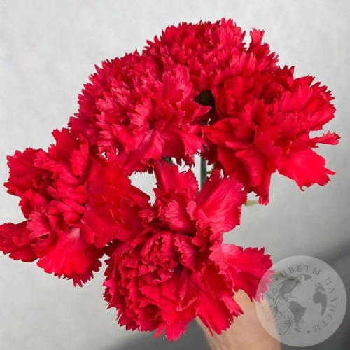 5 гвоздик красных 