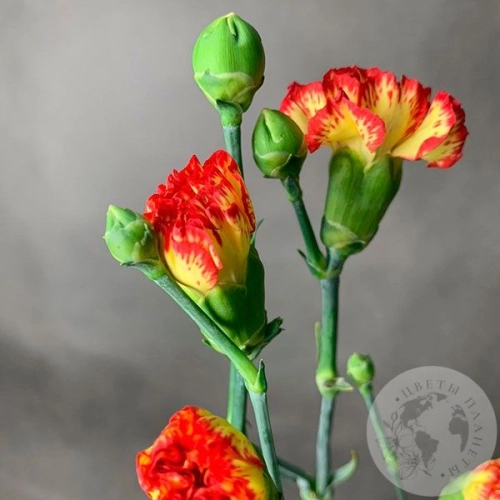 Гвоздика кустовая желто-красная в магазине Цветы Планеты Гвоздика кустовая желто-красная