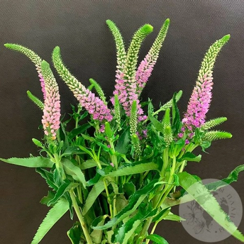 Вероника розовая 7 шт. в магазине Цветы Планеты