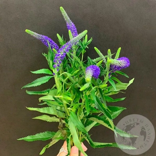 Вероника синяя 5 шт. в магазине Цветы Планеты