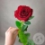 Роза красная 50 см. Роза красная 50 см. в магазине Цветы Планеты