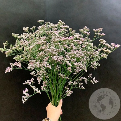 Лимониум розовый 13 шт. в магазине Цветы Планеты