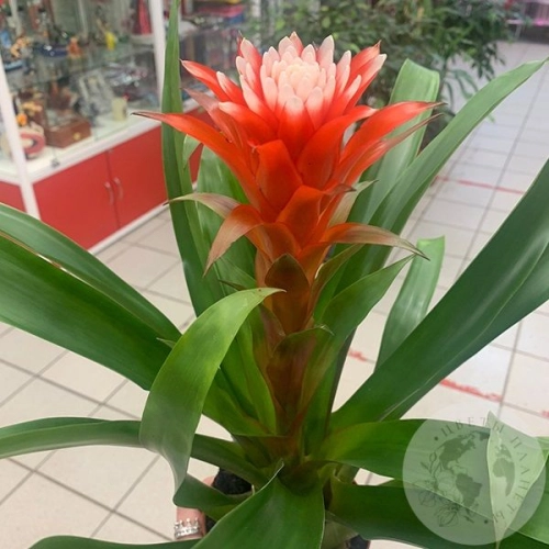 Гузмания Хоуп в магазине Цветы Планеты