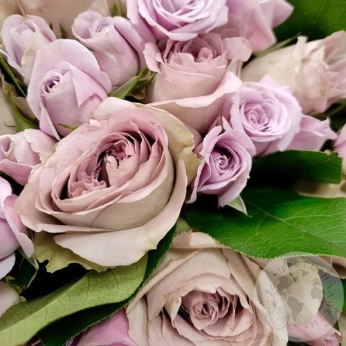 Букет роз "Нежность" в магазине Цветы Планеты Букет роз "Нежность" в магазине Цветы Планеты