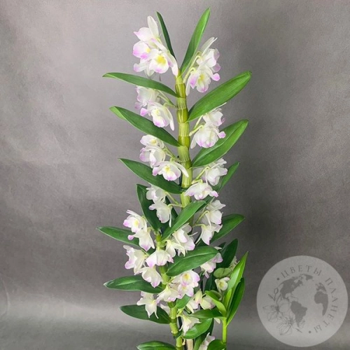 Орхидея Дендробиум белая