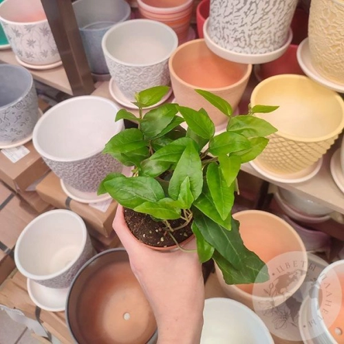 Хедера в магазине Цветы Планеты