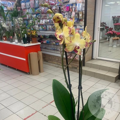 Орхидея комнатная желто-розовая