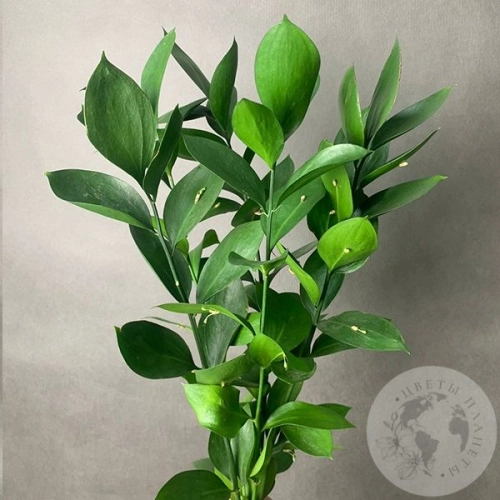 Рускус 5 шт. в магазине Цветы Планеты