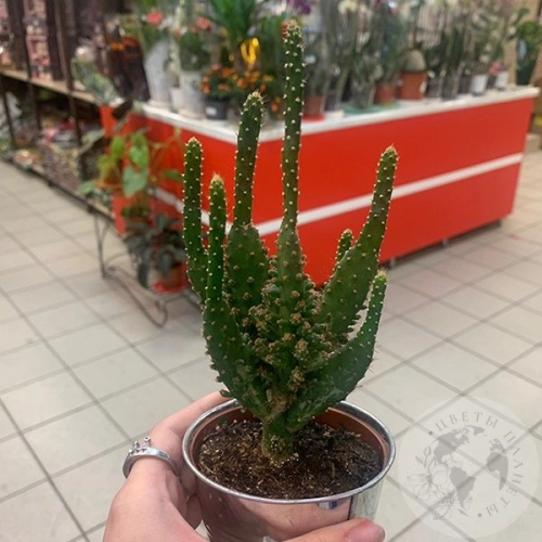 Кактус мини