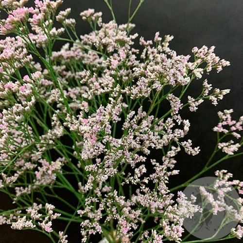 Лимониум розовый 5 шт. Лимониум розовый 5 шт. в магазине Цветы Планеты