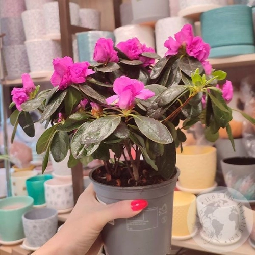 Азалия комнатная розовая в магазине Цветы Планеты