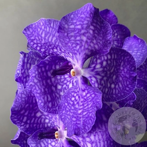 Орхидея Ванда