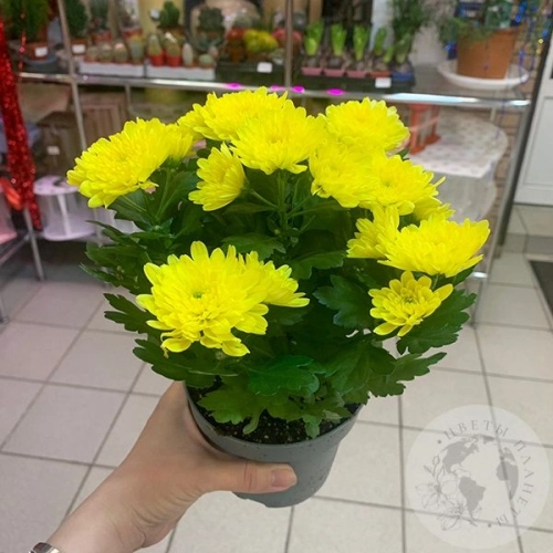 Хризантема комнатная желтая
