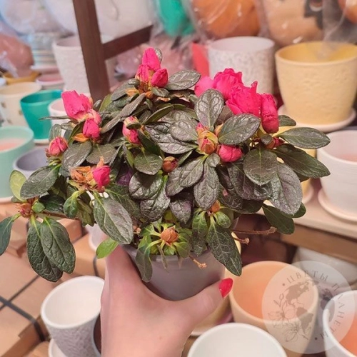 Азалия фуксия в магазине Цветы Планеты