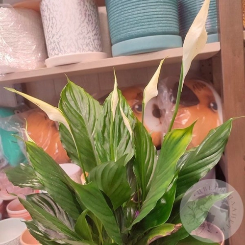 Спатифиллум комнатный в магазине Цветы Планеты