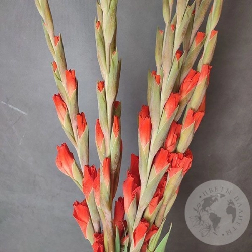 Гладиолус 7 шт. в магазине Цветы Планеты