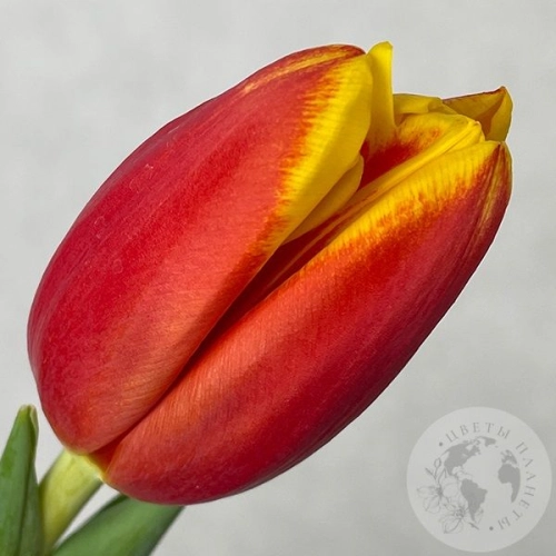 Тюльпан красно-желтый в магазине Цветы Планеты