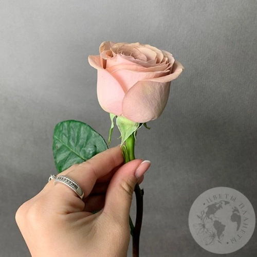 Роза бежево-розовая 40 см. в магазине Цветы Планеты