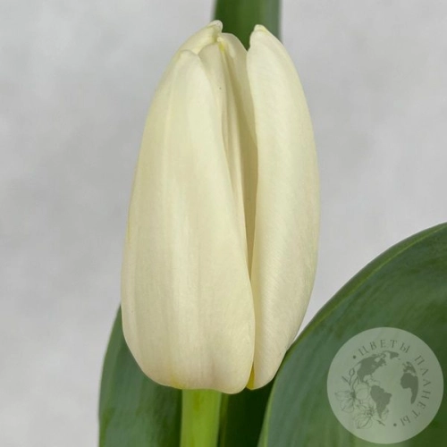 Тюльпан белый в магазине Цветы Планеты