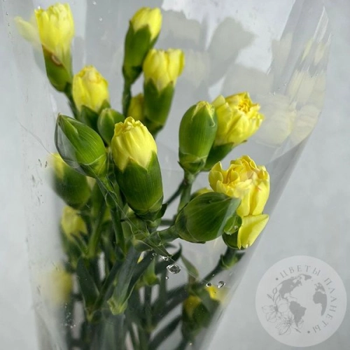 11 кустовых гвоздик желтых в магазине Цветы Планеты 11 кустовых гвоздик желтых