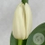 Тюльпан белый Тюльпан белый в магазине Цветы Планеты