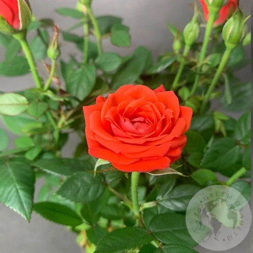 Роза комнатная розовая